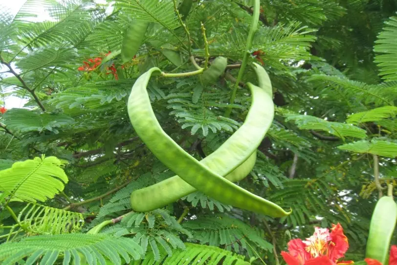 鳳凰木種子有毒嗎