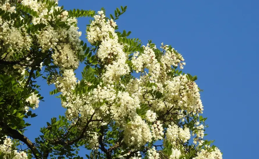 相思樹蜜