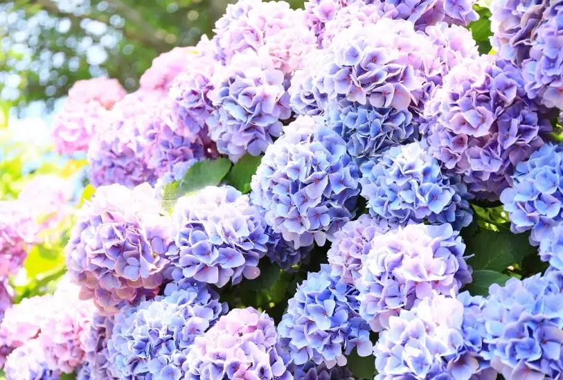 耐熱繡球花品種 耐熱繡球花品種