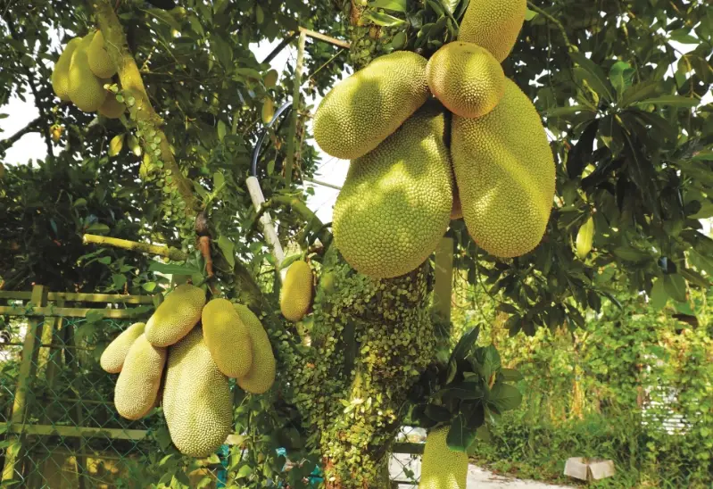 波羅蜜產季