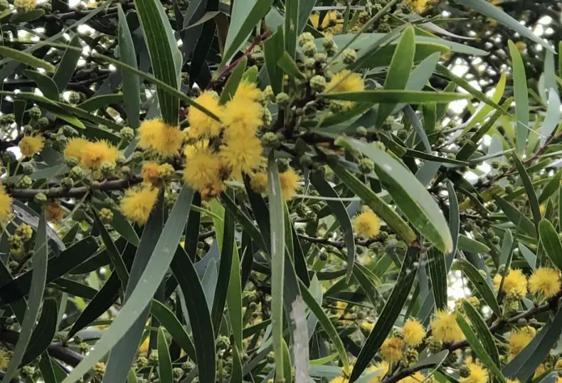 相思樹花期