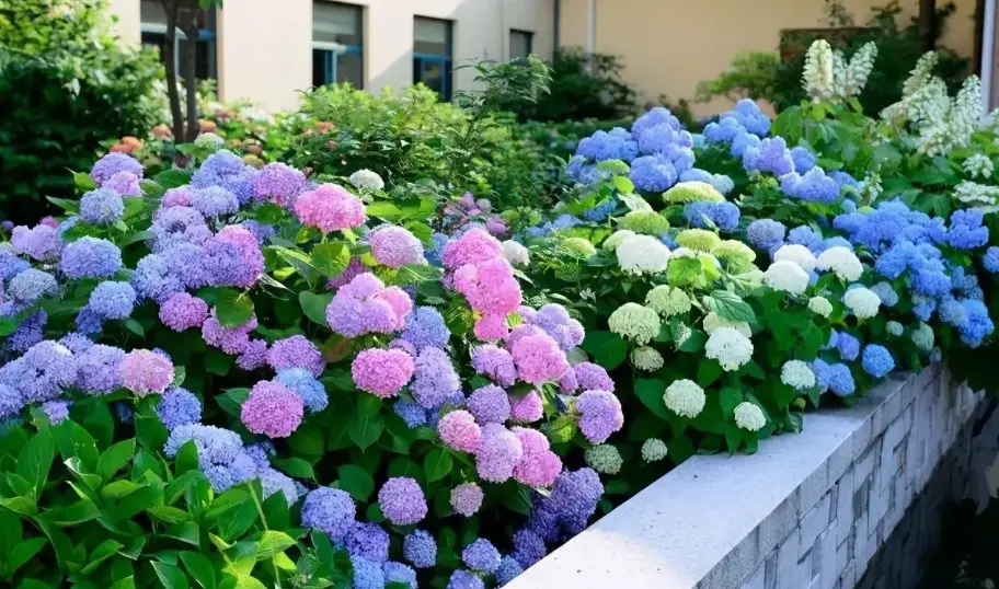 耐熱繡球花品種 耐熱繡球花品種