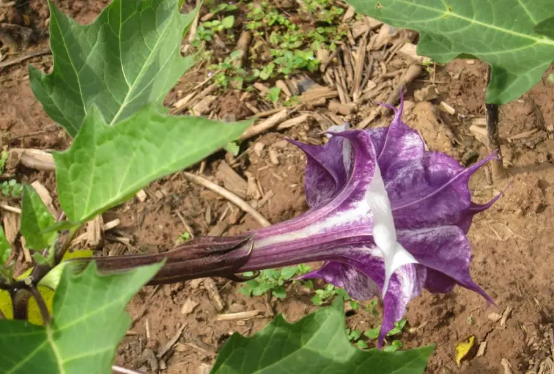 曼陀羅草毒性 曼陀羅草毒性