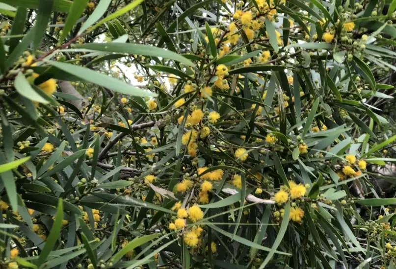 相思樹蜜