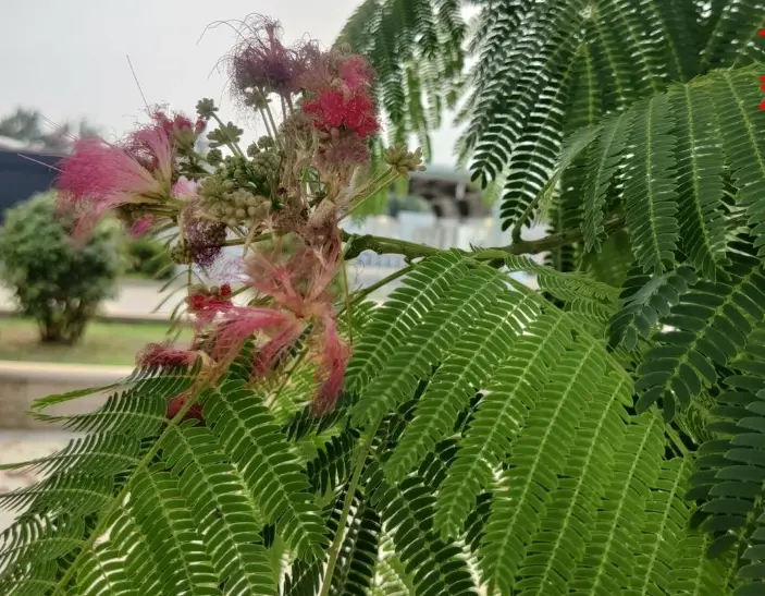 鳳凰木種子有毒嗎