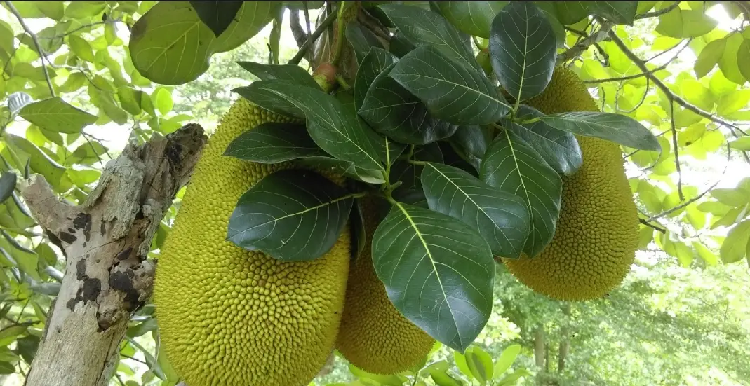 波羅蜜產季