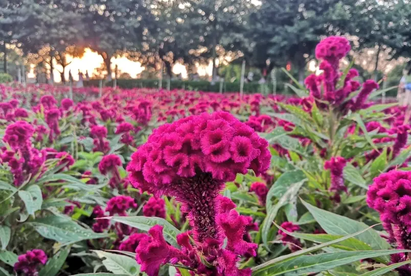 雞冠花照顧