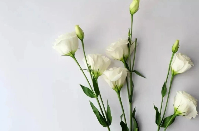 洋桔梗花語 洋桔梗花語