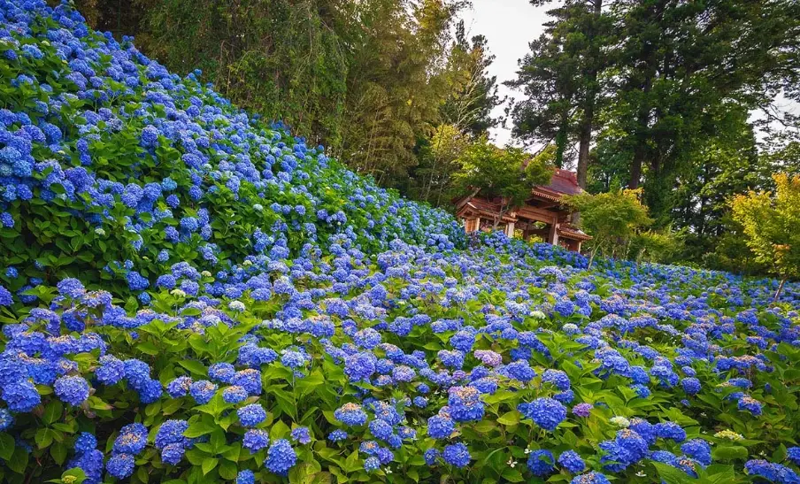 熱帶繡球花
