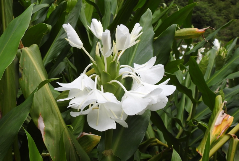 野薑花食用