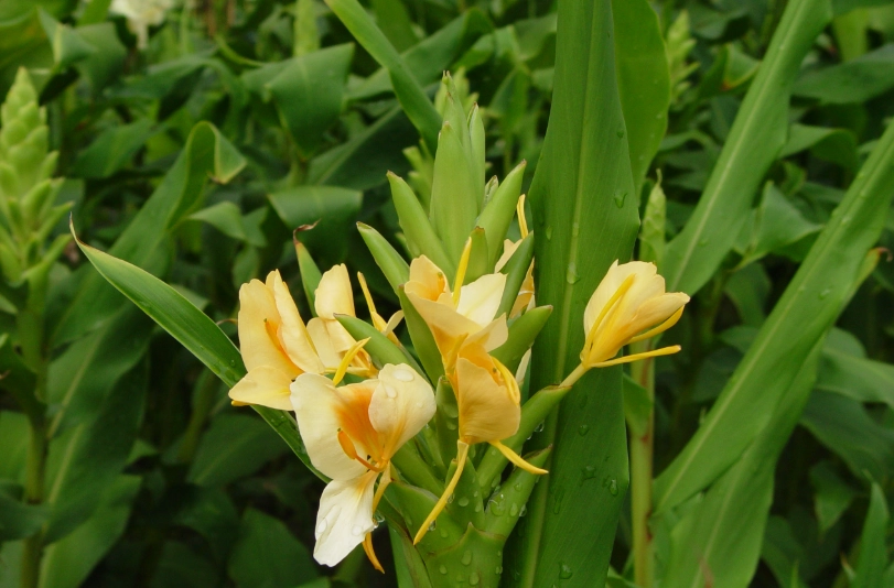 野薑花食用