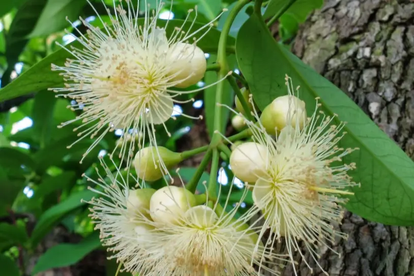 蓮霧花