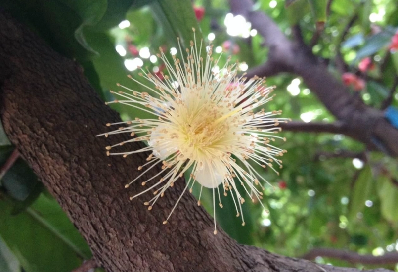 蓮霧催花
