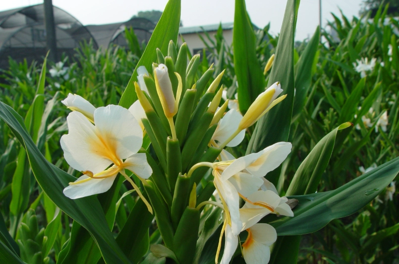 野薑花根莖