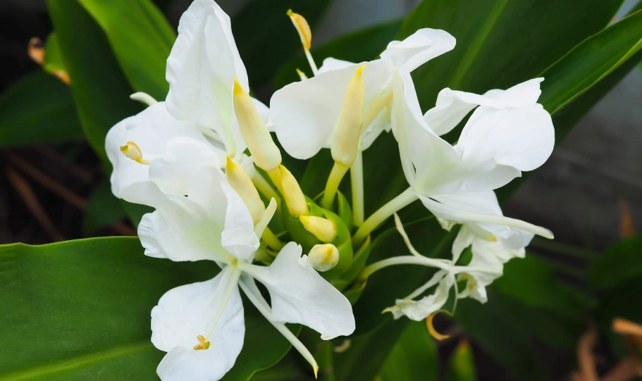 野薑花根莖