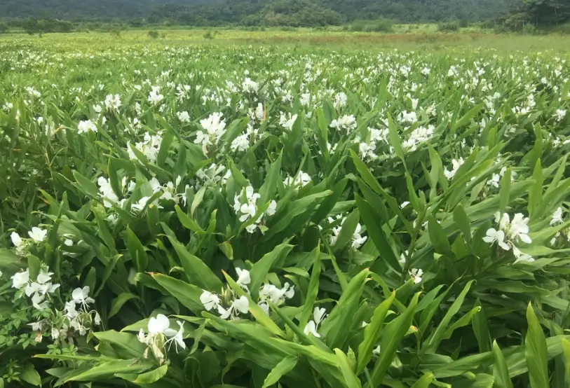 野薑花根莖