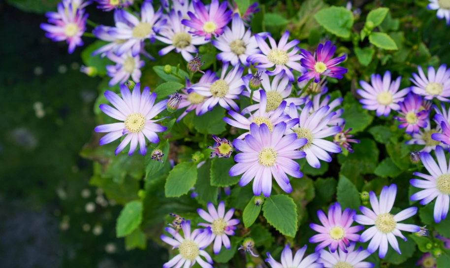 紫色花種植