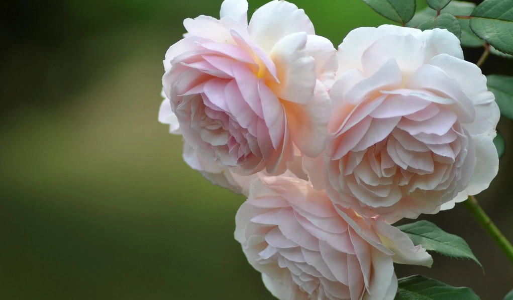 玫瑰花朵數花語