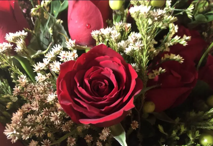 玫瑰花朵數花語