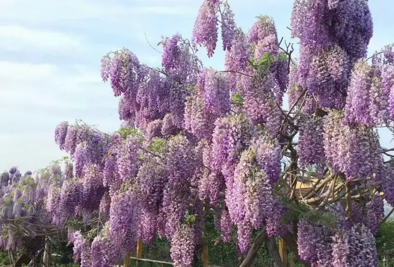 紫藤修剪