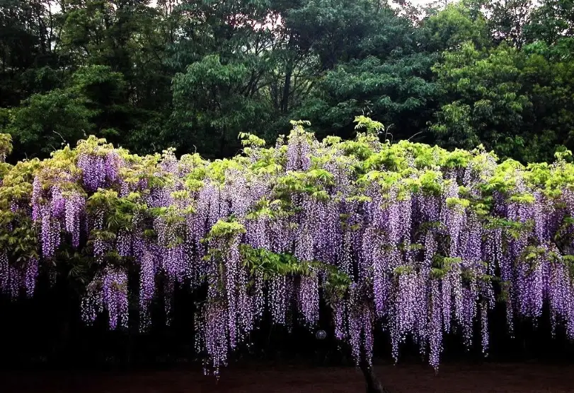 紫藤不開花
