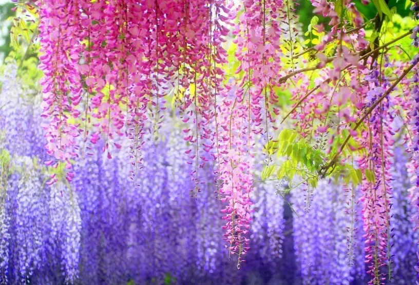 紫藤不開花