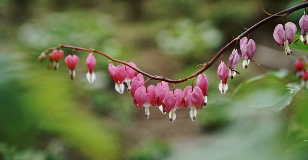 燈籠花不開花
