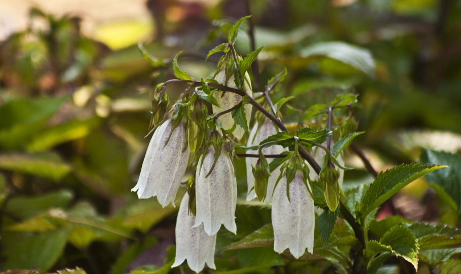 燈籠花不開花