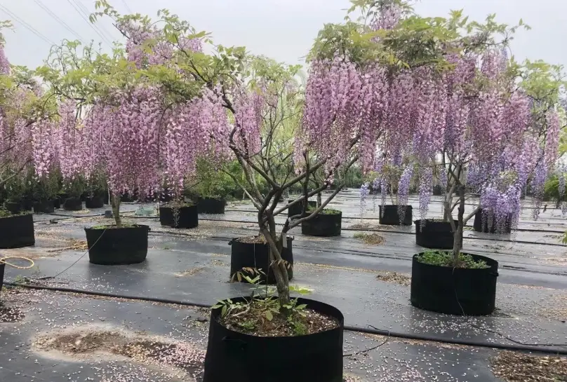 紫藤不開花