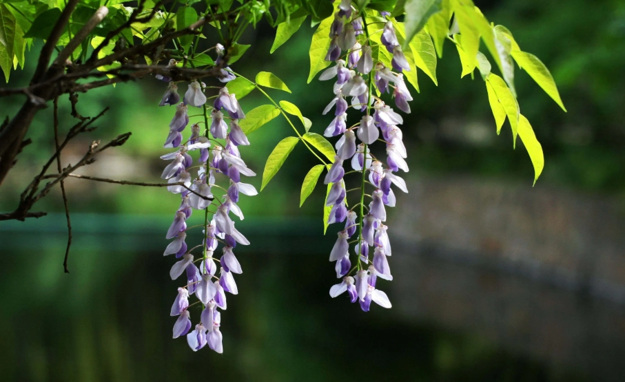 紫藤不開花