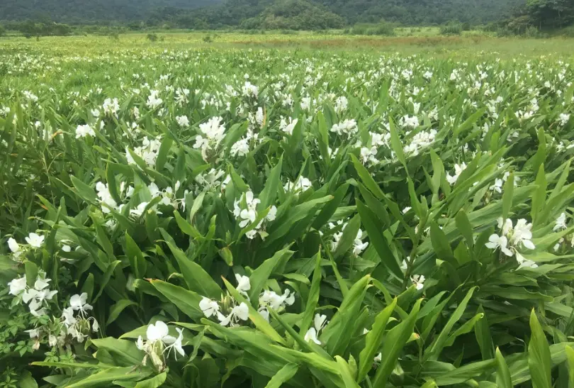 野薑花粽