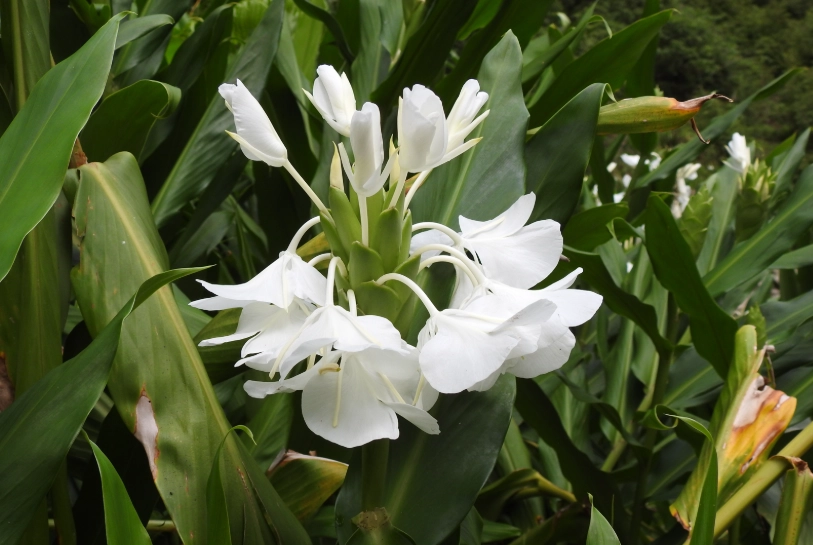 野薑花分株