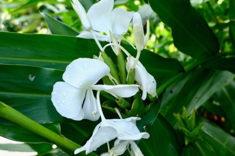 野薑花粽