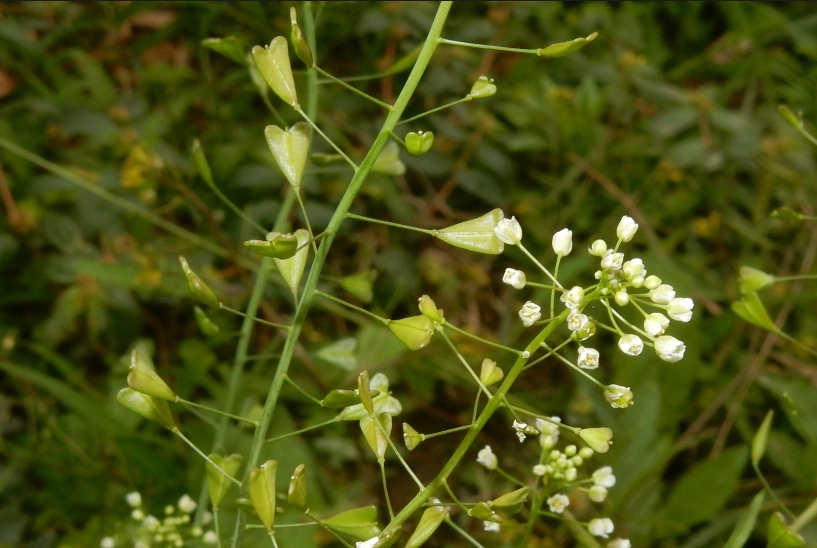 薺菜產季