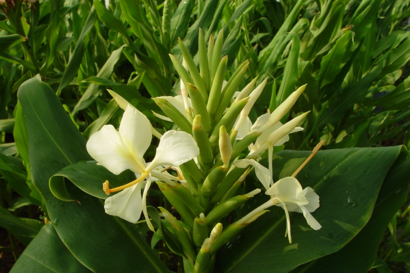 野薑花分株