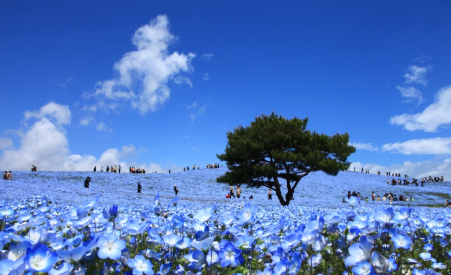 粉蝶花照顧