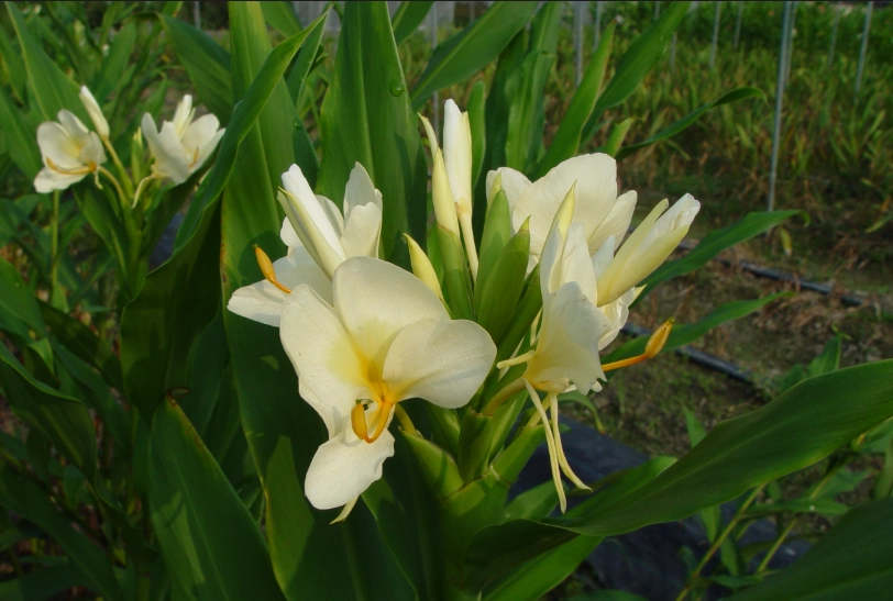 野薑花照顧