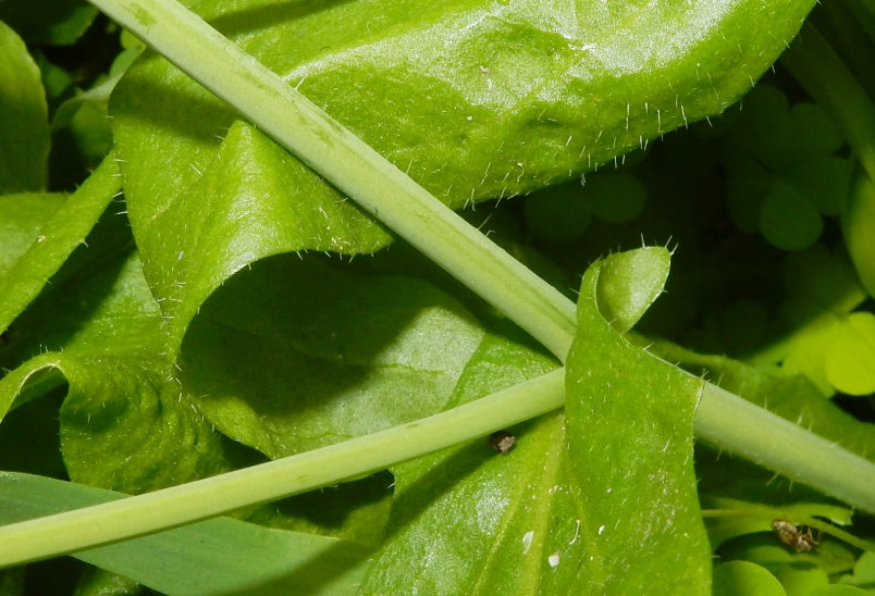 薺菜產季