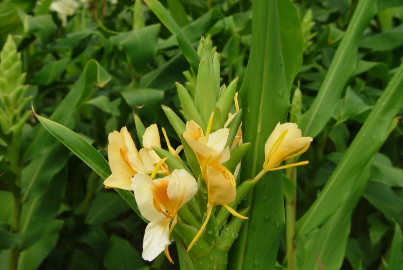 野薑花料理
