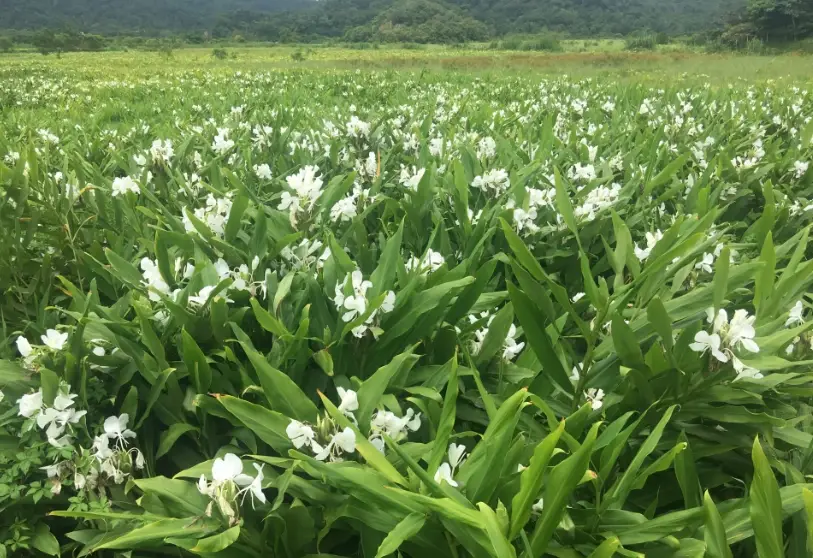 野薑花分株