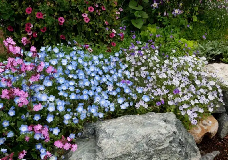 粉蝶花播種時間