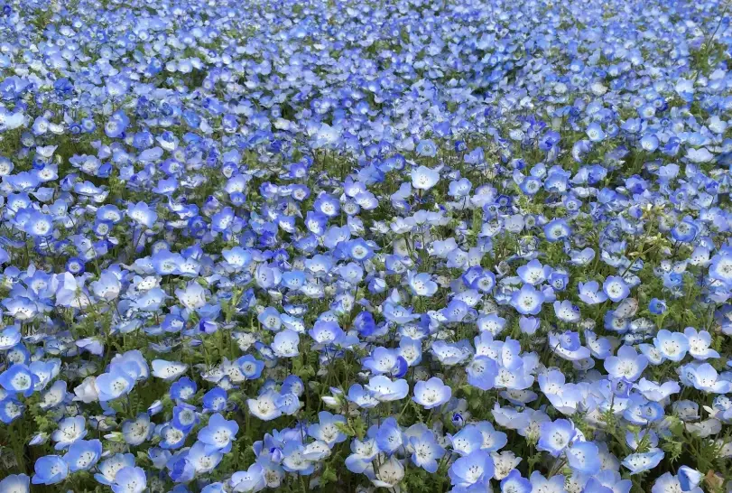 粉蝶花照顧