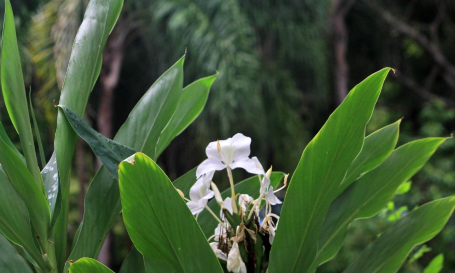 野薑花粽
