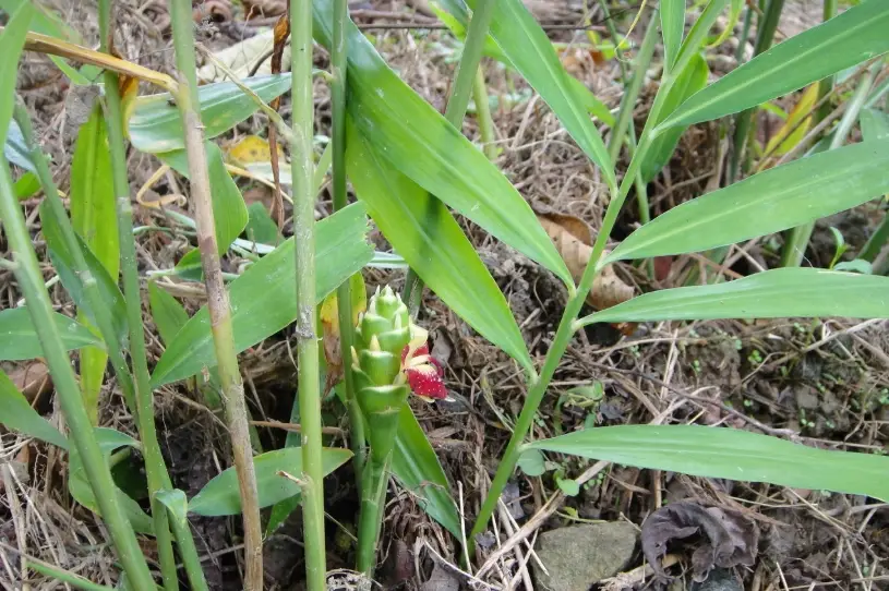 野薑花照顧