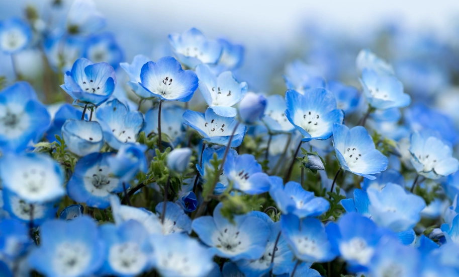 粉蝶花播種時間