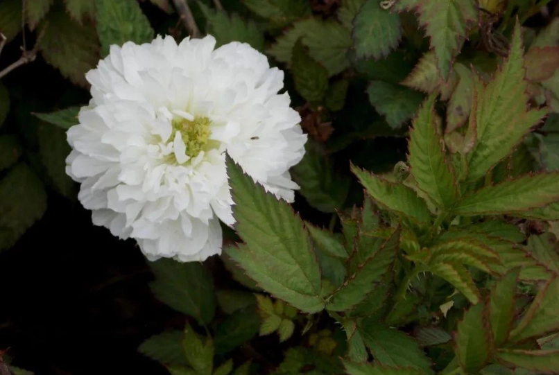 荼蘼花 意思