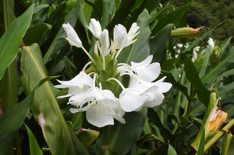 野薑花料理
