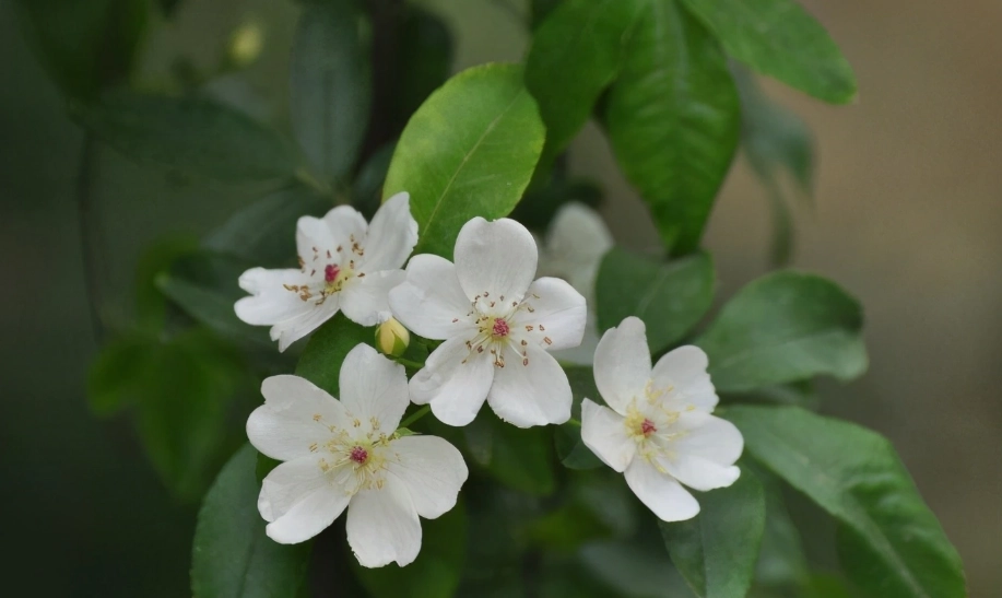 荼蘼花 意思