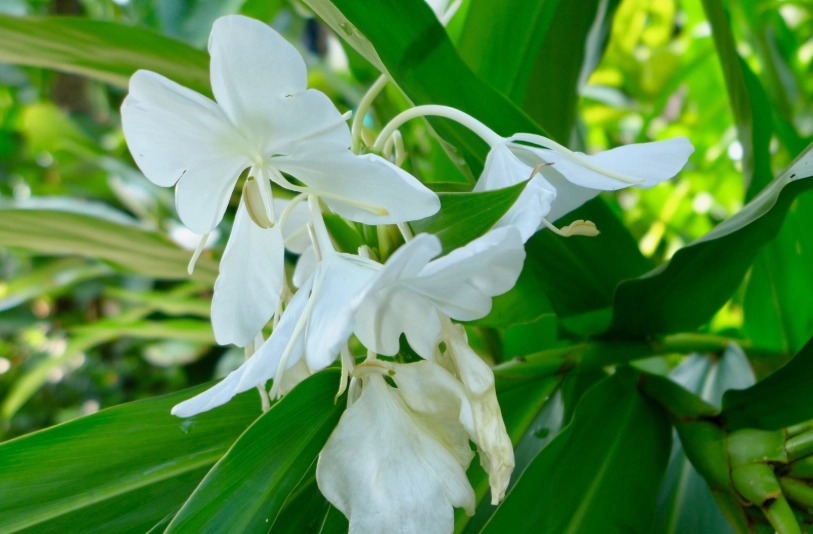 野薑花粽