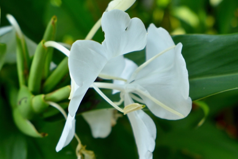 野薑花料理